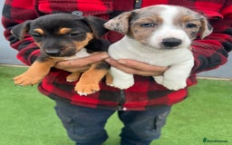Jack Russell dogs for sale: Beautiful Jack Russell puppies  - Image 5