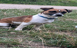 Jack Russell dogs for stud: Miniature Jack Russell for Stud in Newcastle upon Tyne - Image 13