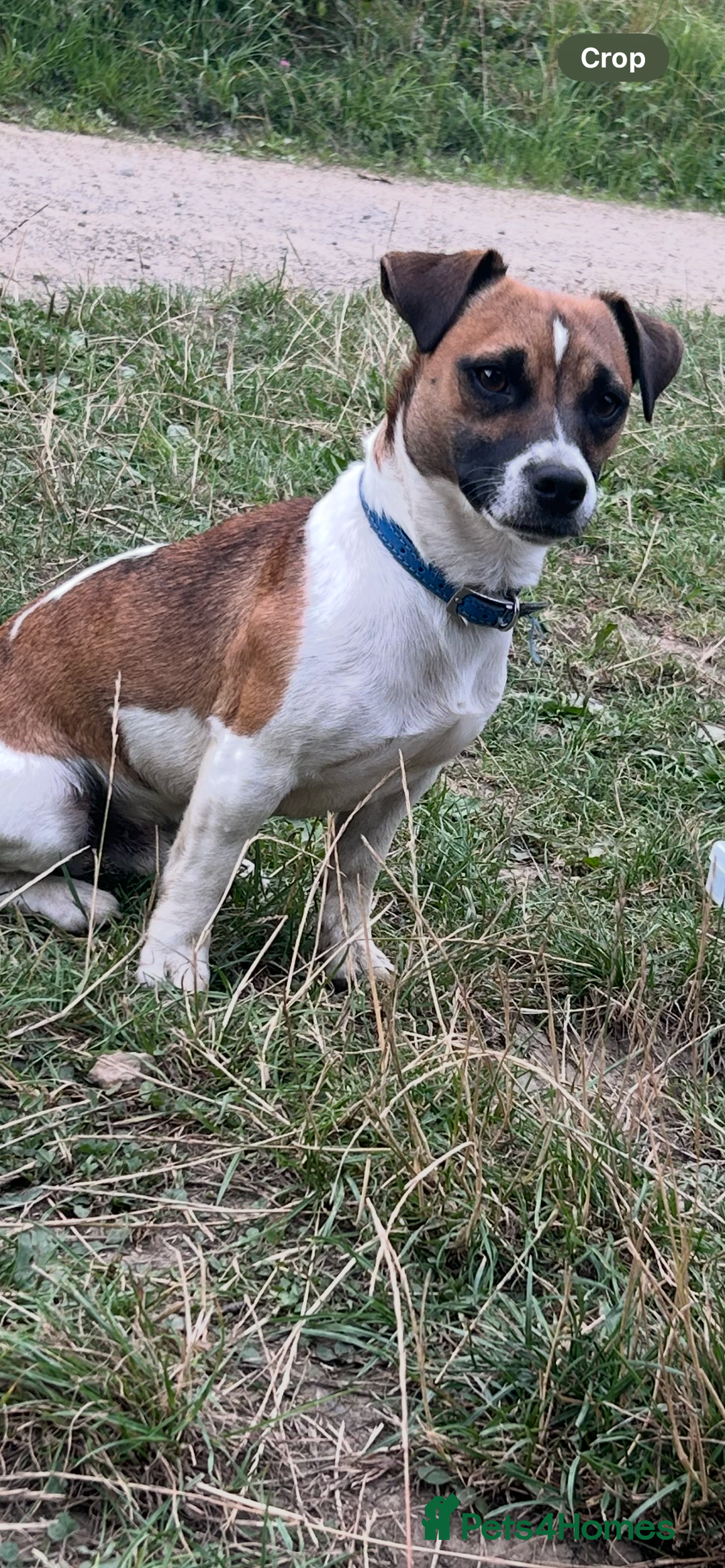 Jack Russell dogs for stud: Miniature Jack Russell for Stud in Newcastle upon Tyne - Image 13