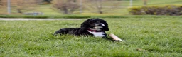 Cockapoo dogs for sale: Beautiful Cockapoo puppies for sale in Rugby - Advert 14