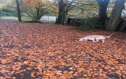 Labradoodle dogs for sale: 11 month old Miniature Labradoodle Bonnie  - Image 3