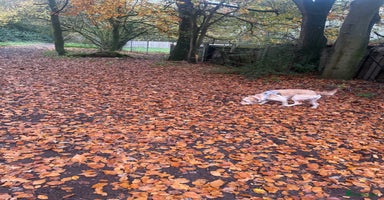 Labradoodle dogs - Advert 11