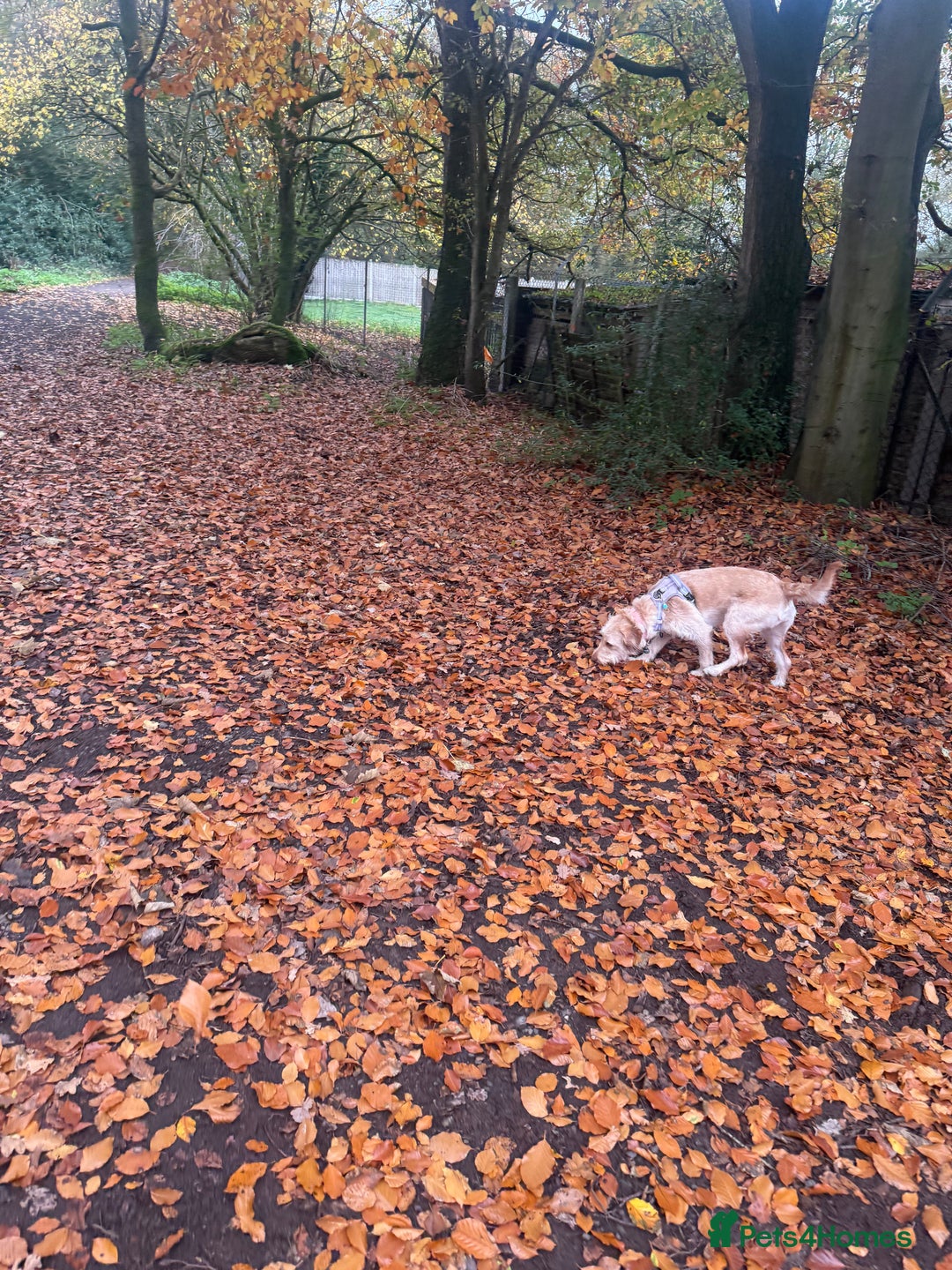 Labradoodle dogs for sale: 11 month old Miniature Labradoodle Bonnie  - Image 3