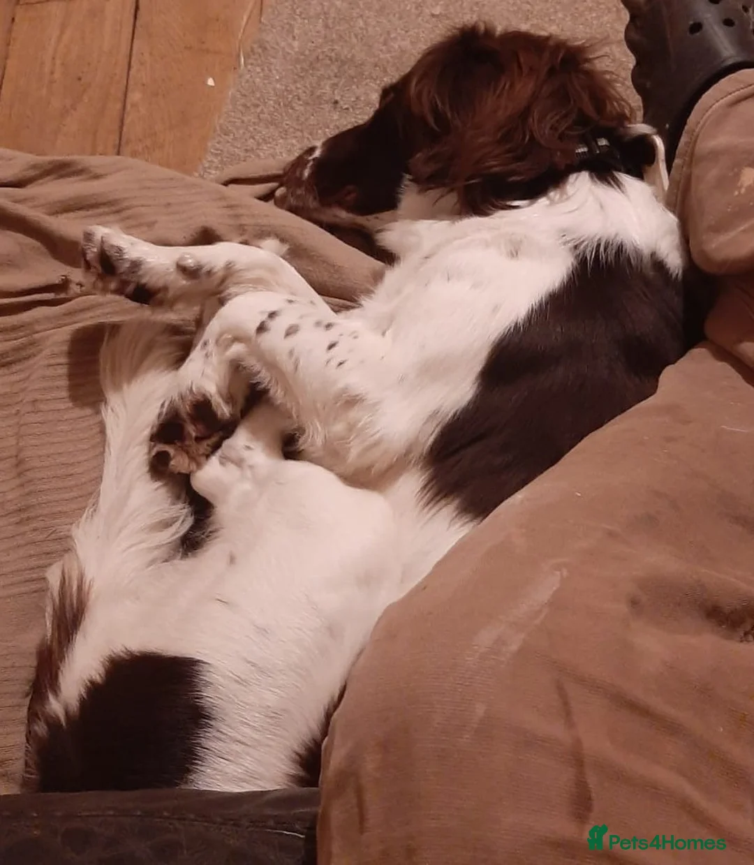 Sprollie dogs for adoption: REX 4yr old Springer x Collie - Advert 2