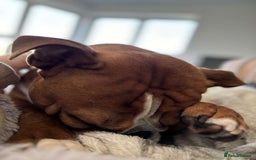 English Bulldog dogs for sale: Winston  - Image 3