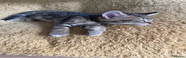 Mixed Breed Kitten 3