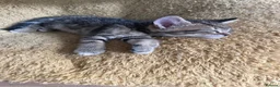Mixed Breed cats for sale: Beautiful bundles of joy in Canonbie - Advert 5