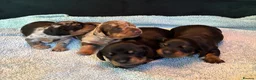 Miniature Dachshund dogs for sale: ADORABLE Miniature Dachshund KC Pups  - Advert 1