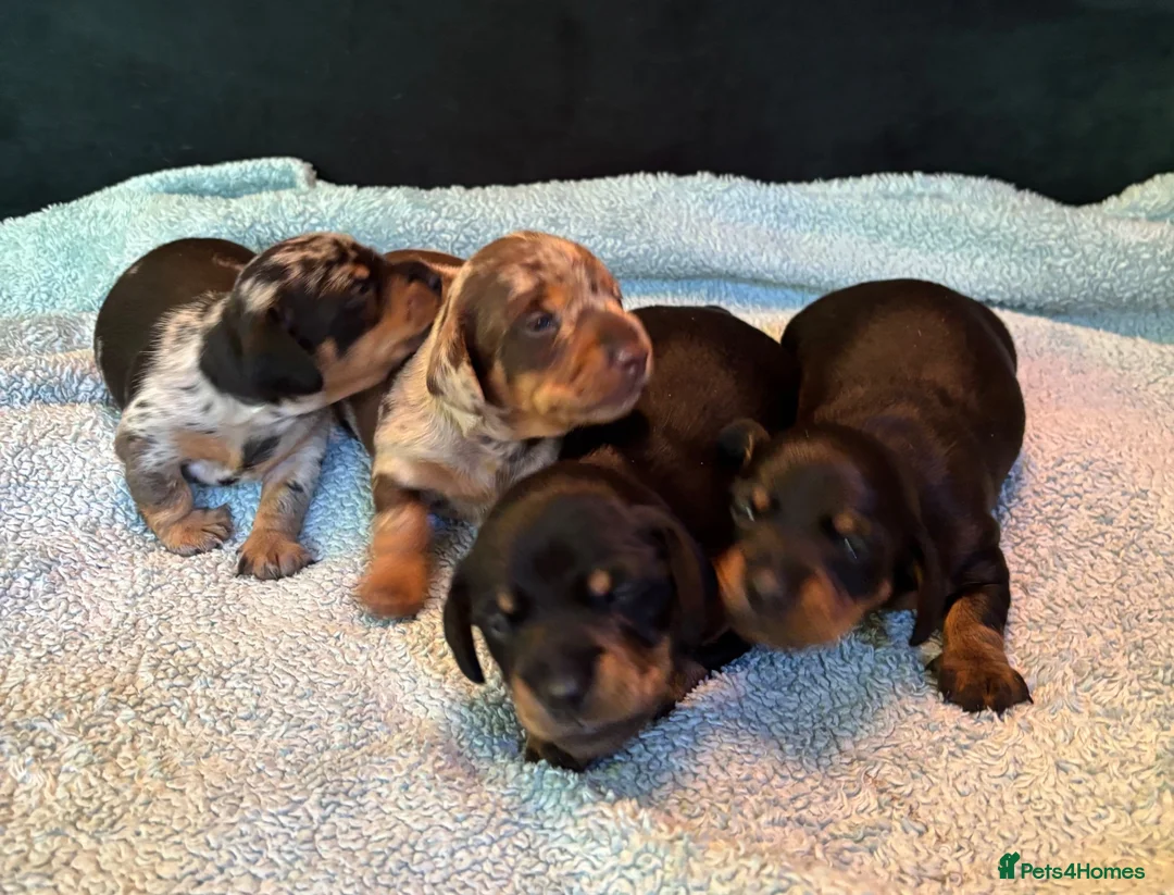 Miniature Dachshund dogs for sale: ADORABLE Miniature Dachshund KC Pups  - Advert 1