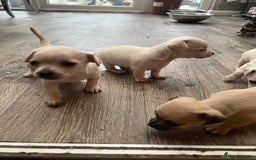 Chihuahua dogs for sale: Beautiful short hair chihuahua  - Advert 6