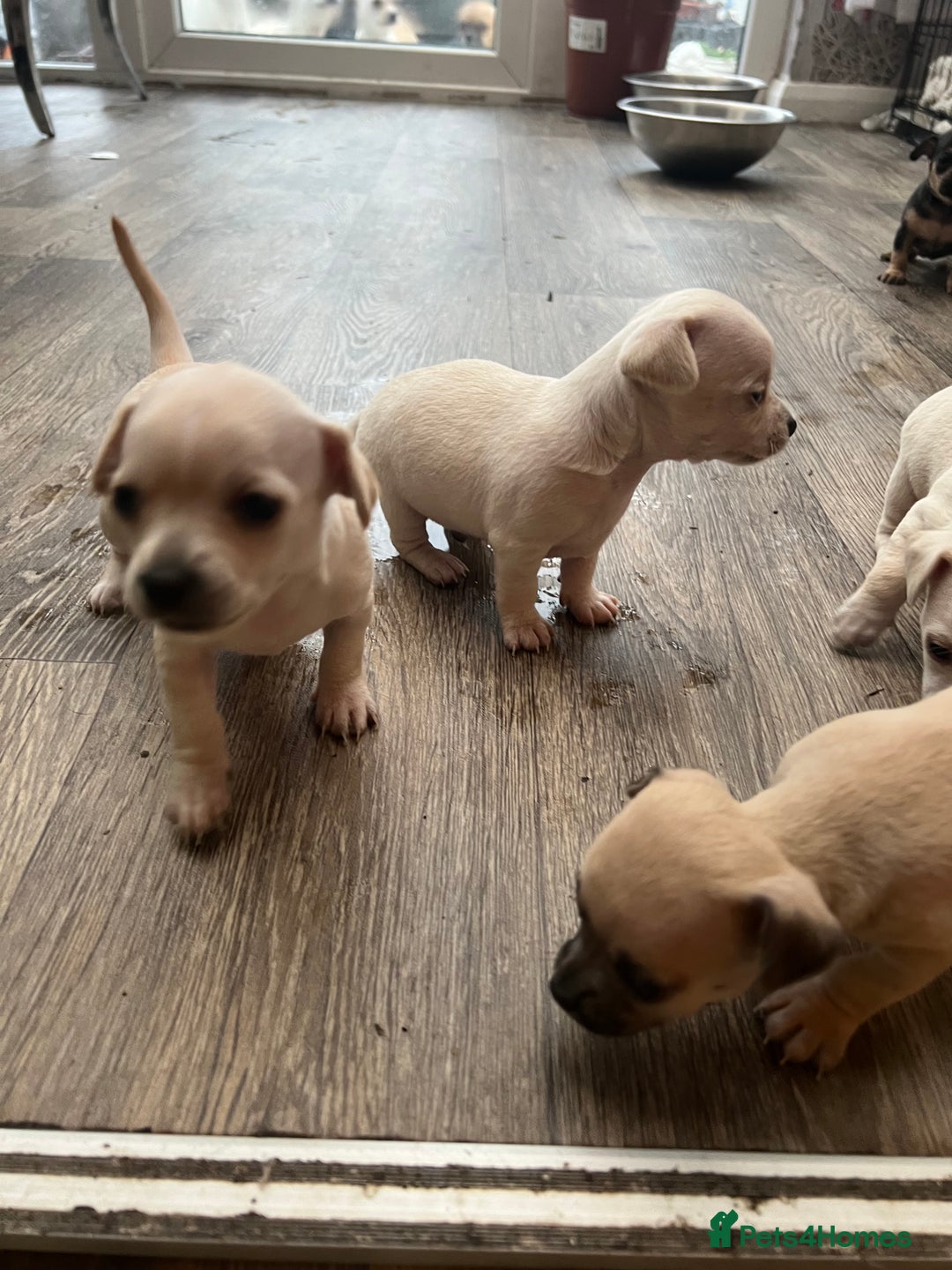 Chihuahua dogs for sale: Beautiful short hair chihuahua  - Advert 6