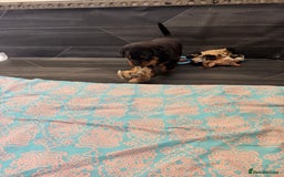 Rottweiler dogs for sale: 3 male Rottweiler pups ready to leave.  - Image 8