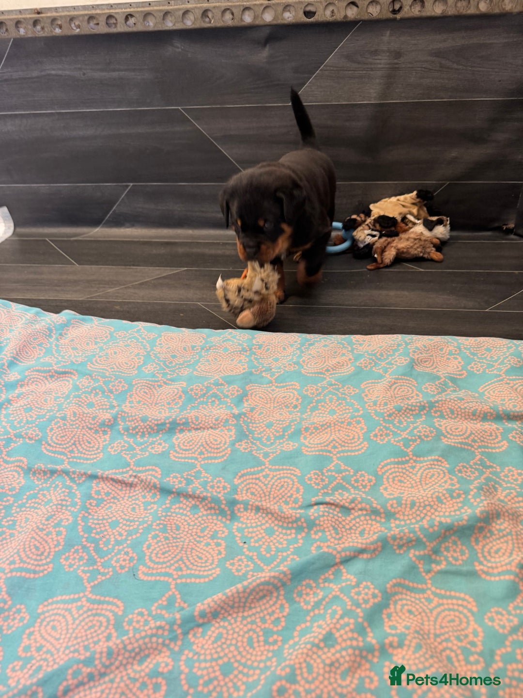 Rottweiler dogs for sale: 3 male Rottweiler pups ready to leave.  - Image 8