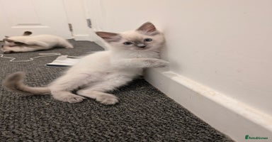Ragdoll cats - Advert 12