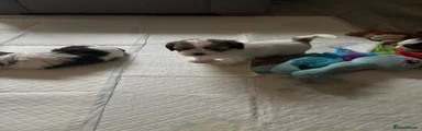 Shihpoo Puppy 7