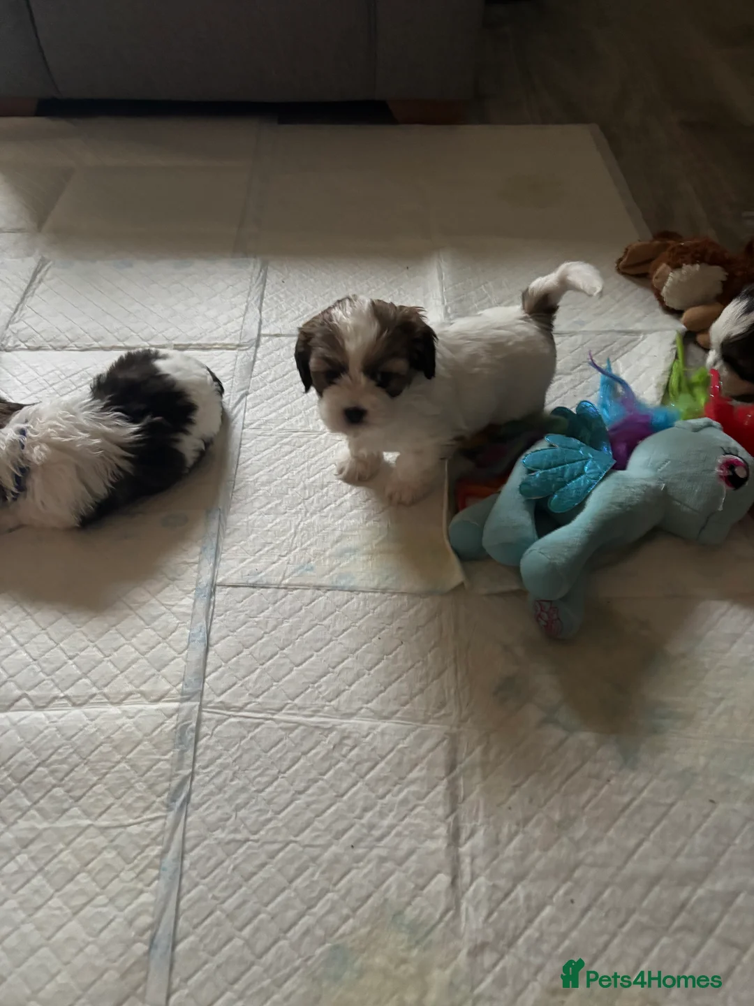 Shihpoo dogs for sale: Shih tuz cross puppys - Advert 2