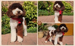 Miniature Poodle dogs for stud: FULLY HEALTH TESTED MINIATURE POODLE in Kettering - Image 1