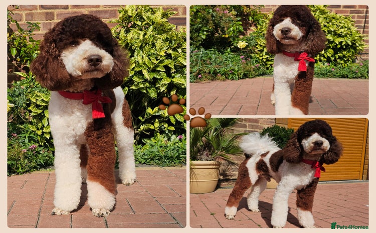 Miniature Poodle dogs in Kettering - Advert 3