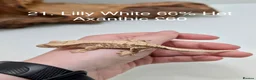 Gecko reptiles for sale: Stunning Mixed Morph Crested Gecko Babies! - Advert 18