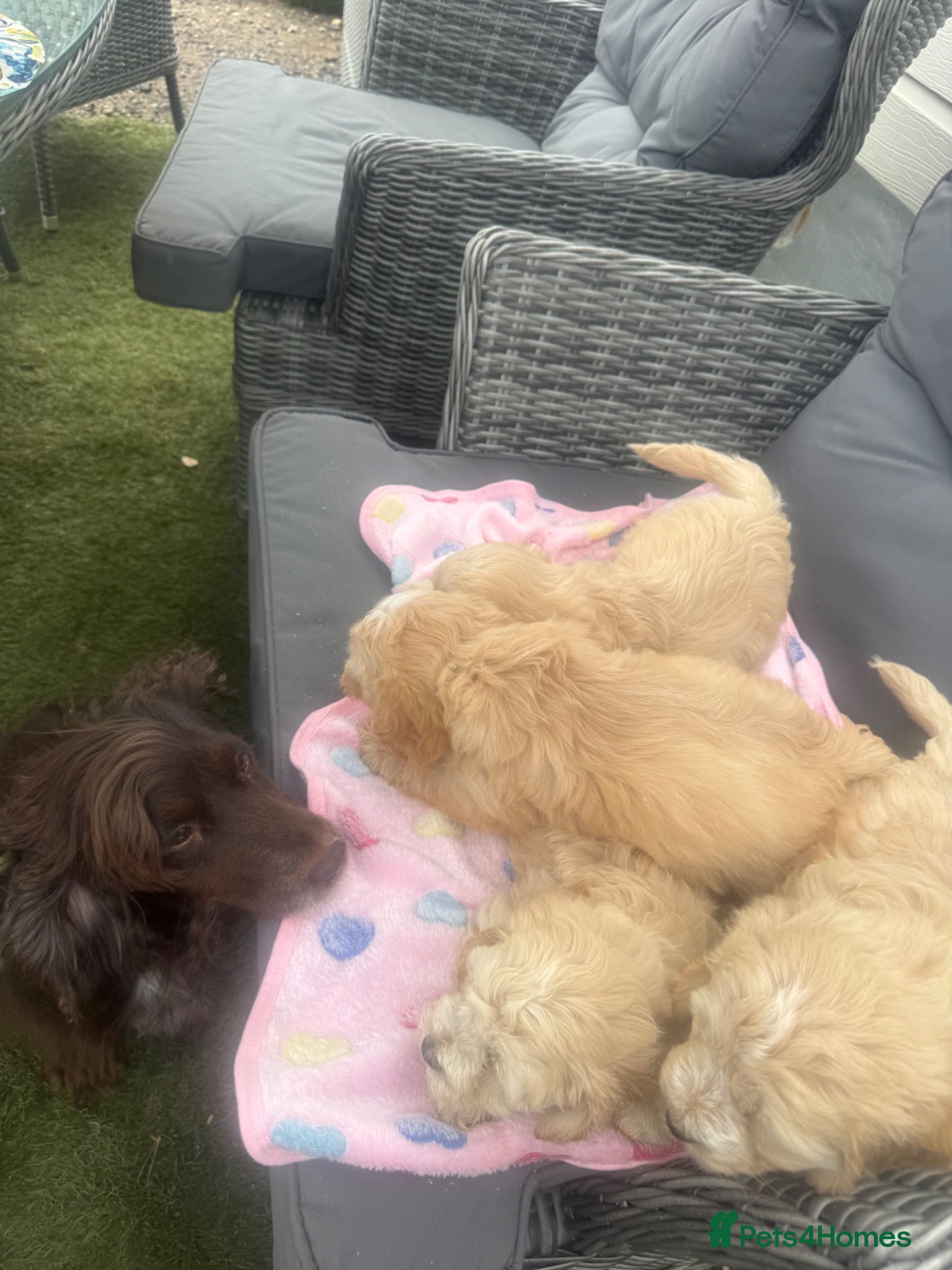 Cockapoo dogs Gorgeous cockerpop puppies  - Advert 1