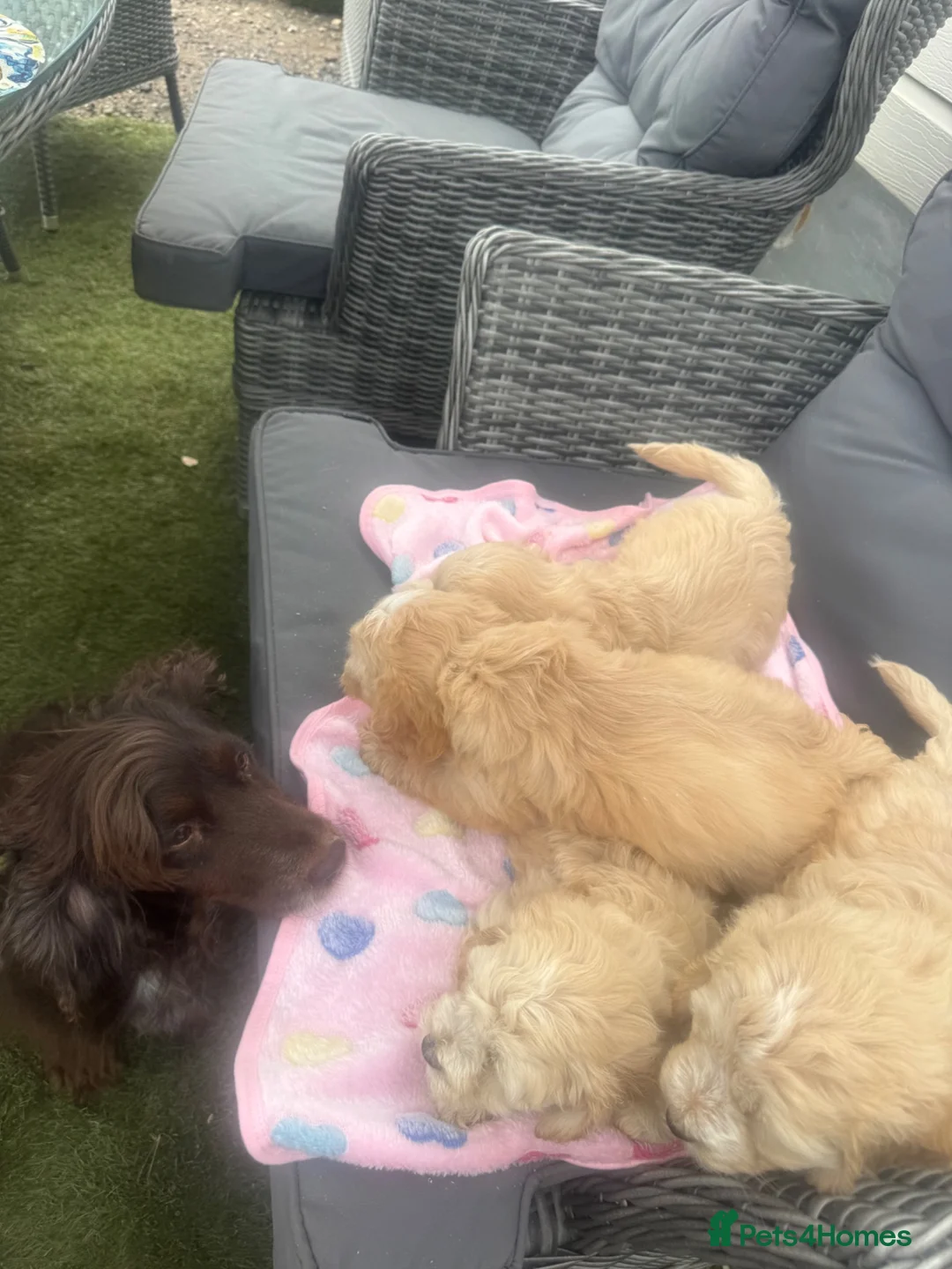 Cockapoo dogs for sale: Gorgeous cockerpop puppies  - Advert 1