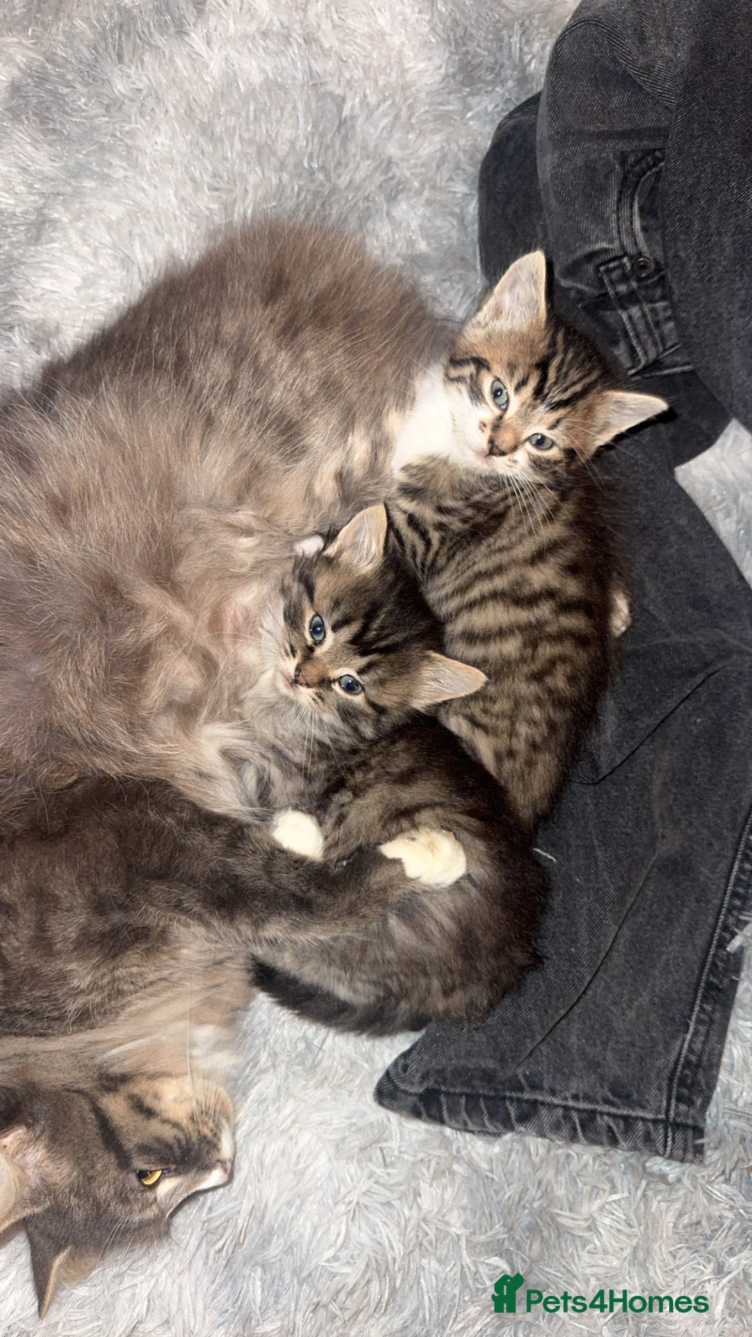 Mixed Breed cats for sale: Adorable male kittens - Advert 6