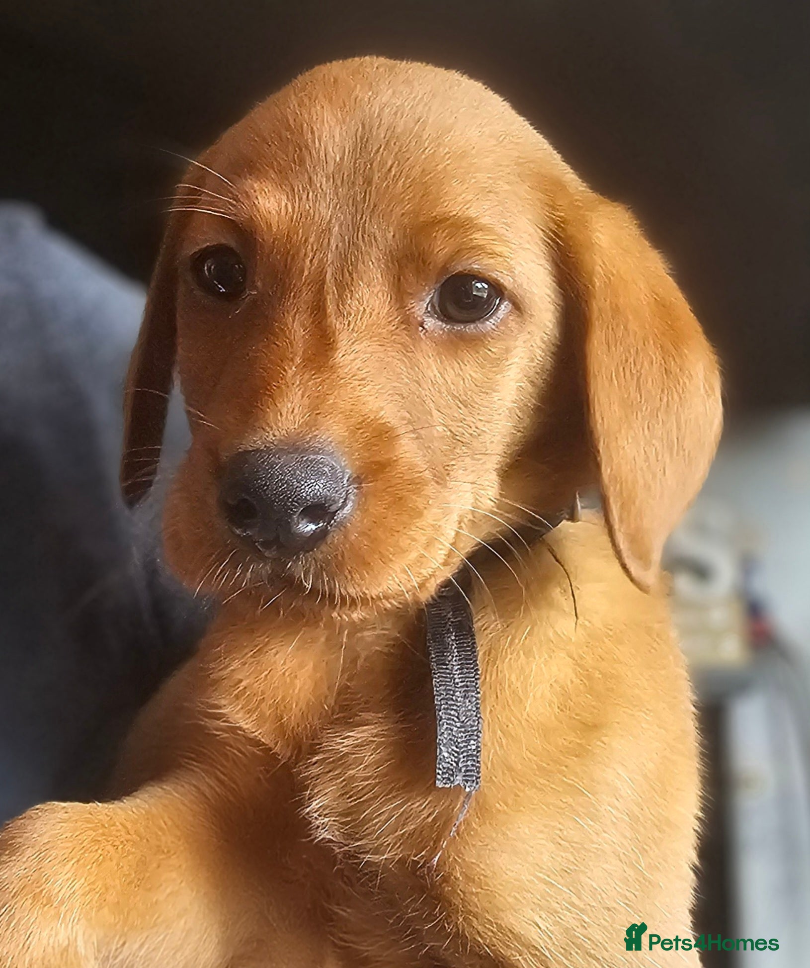 Labrador Retriever dogs Stunning dark red puppies  - Advert 2