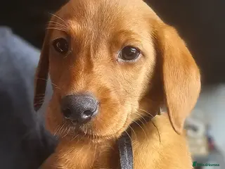 Labrador Retriever dogs Stunning dark red puppies - Advert 2