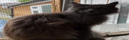 Maine Coon cats for sale: Maine coon  - Advert 3