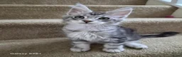 Maine Coon cats for sale: Registered and Licensed cattery - Advert 6