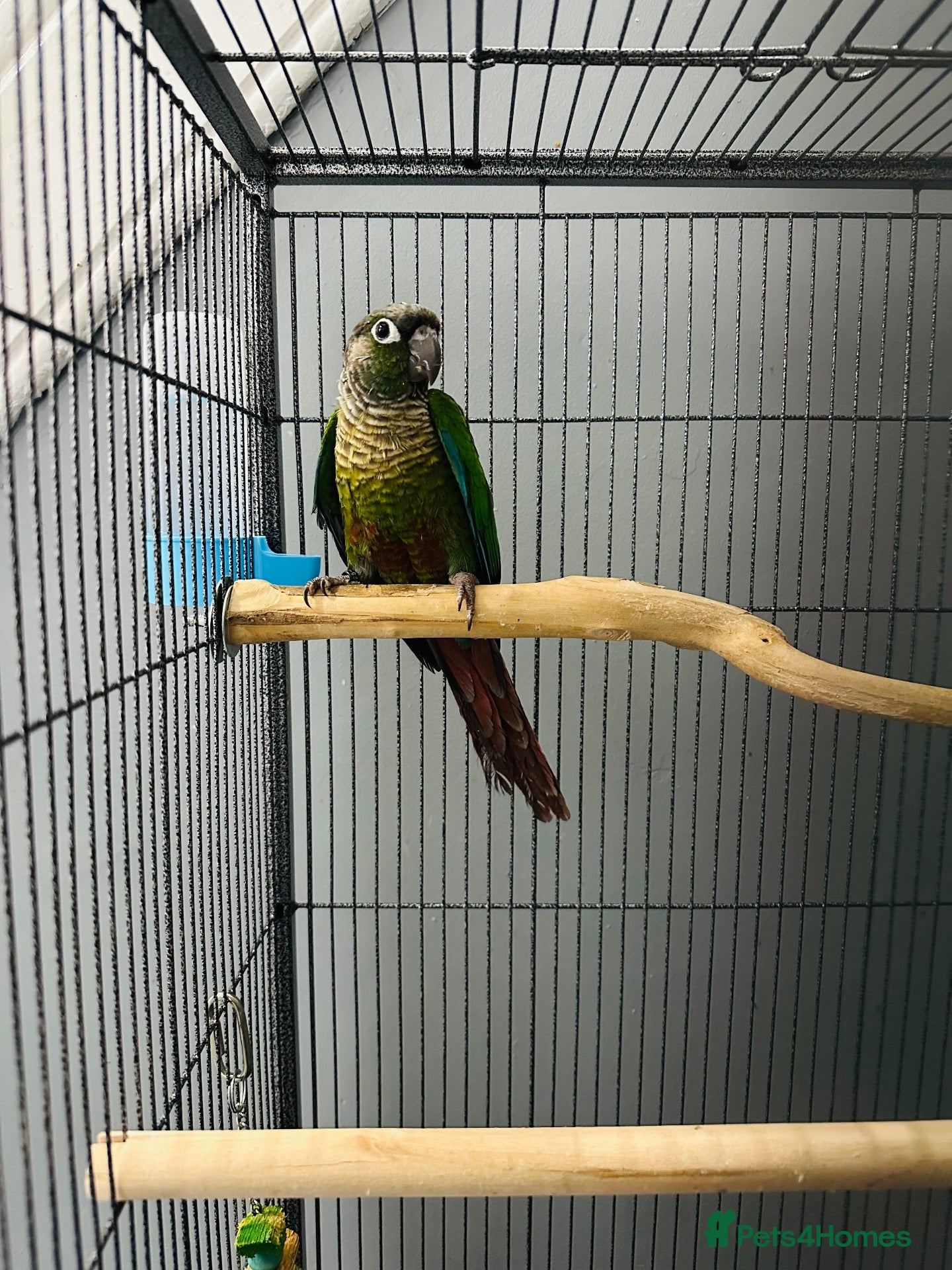 Conures birds Green-cheeked Conure  - Advert 2