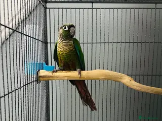 Conures birds Green-cheeked Conure - Advert 2