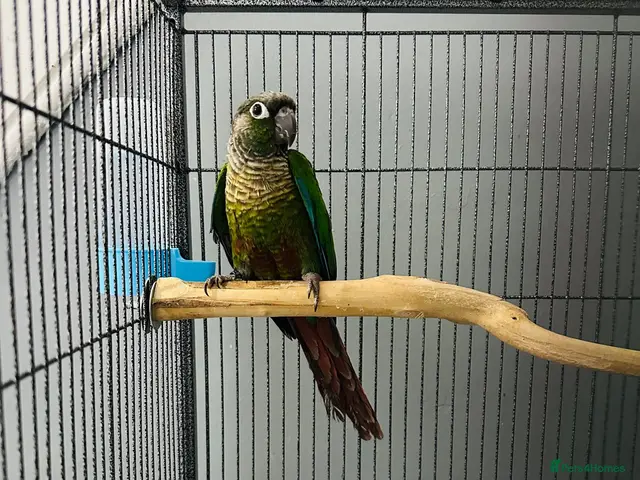 Conures birds Green-cheeked Conure - Advert 2
