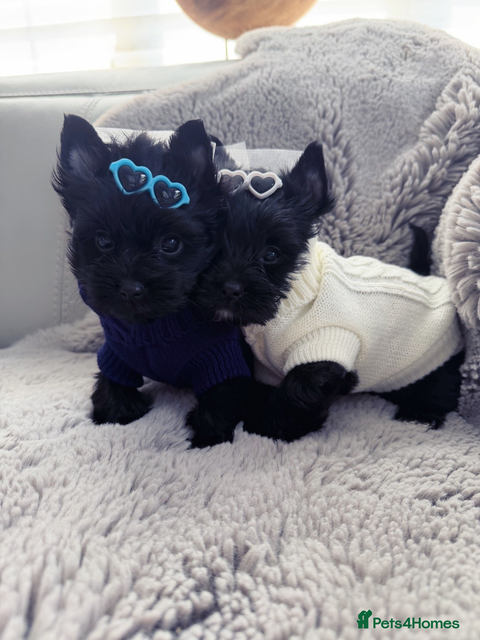 Yorkshire Terrier dogs Mini Black Yorkshire Terrier Boys  - Advert 15