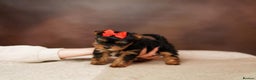 Yorkshire Terrier dogs for sale: Adorable Miniature Yorkshire terrier puppies  - Advert 8