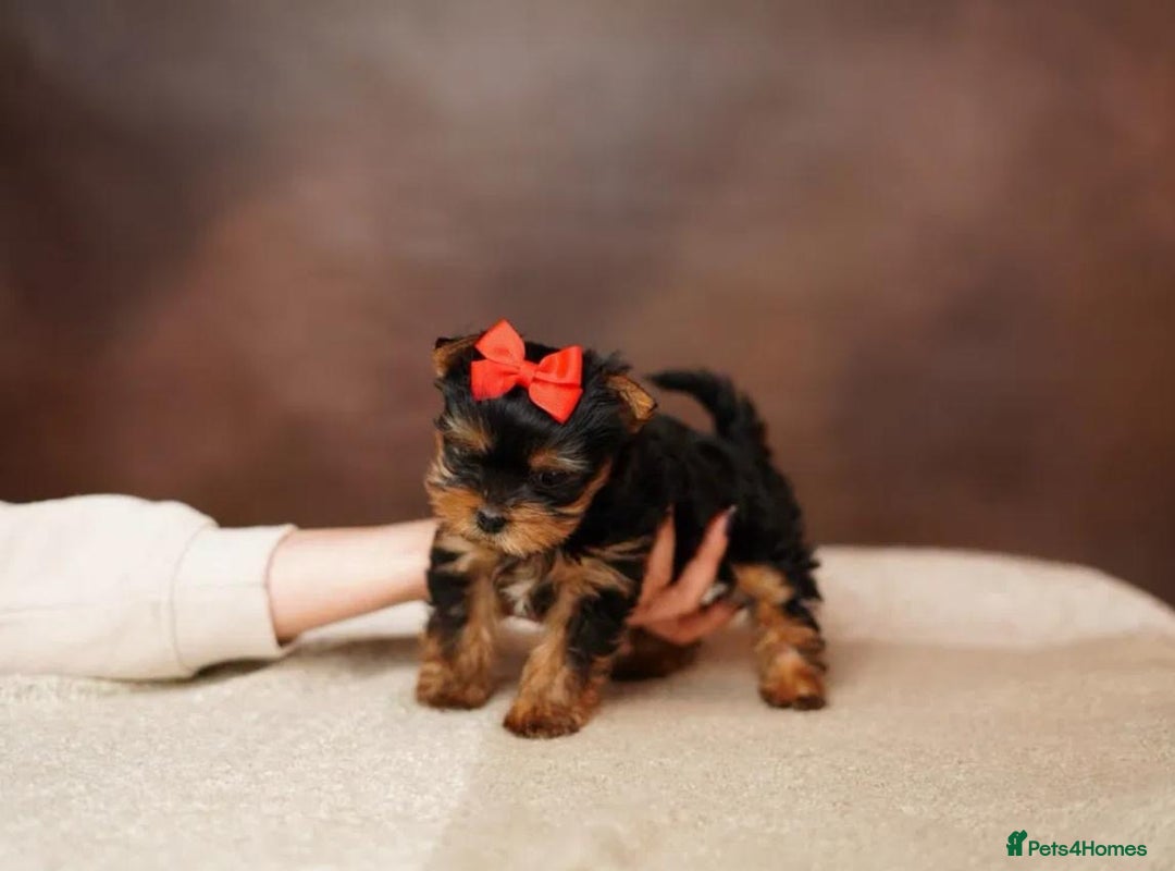 Yorkshire Terrier dogs for sale: Adorable Miniature Yorkshire terrier puppies  - Advert 8
