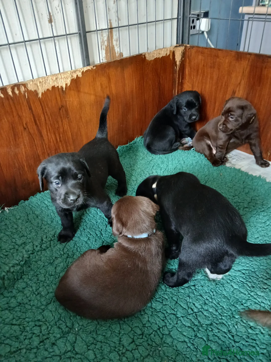 Labrador Retriever dogs for sale: Black Labrador puppies  - Advert 6