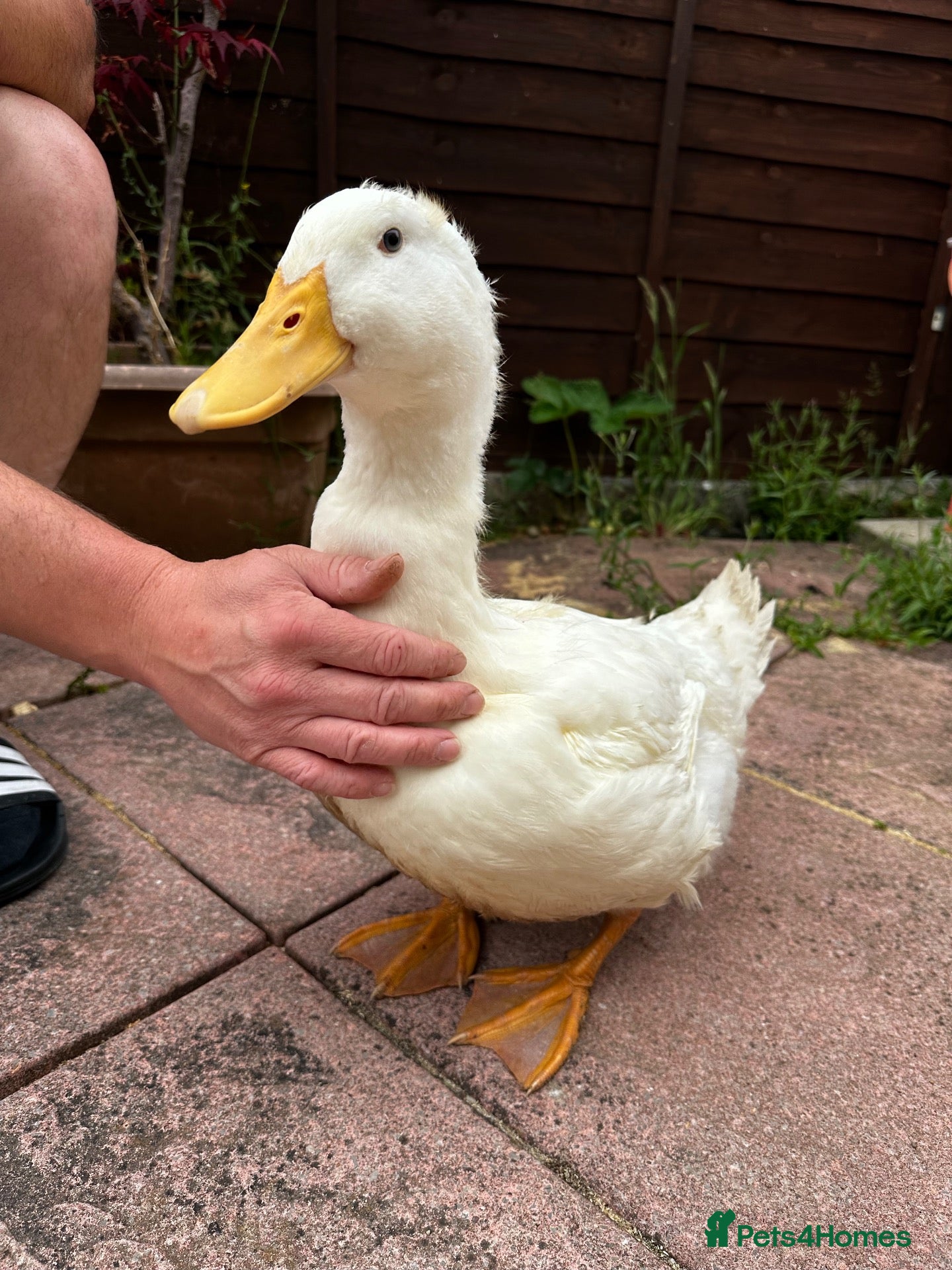 Ducks poultry Pekin Ducks x3  - Advert 3