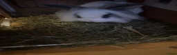 Lionhead rabbits for sale: Lion head bunny - Advert 5