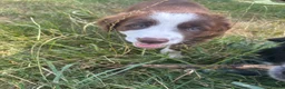 Border Collie dogs for sale: Brown and white male border collie in Exeter - Advert 2