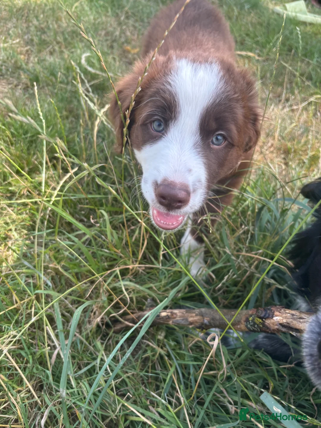 Border Collie dogs for sale: Brown and white male border collie in Exeter - Advert 2
