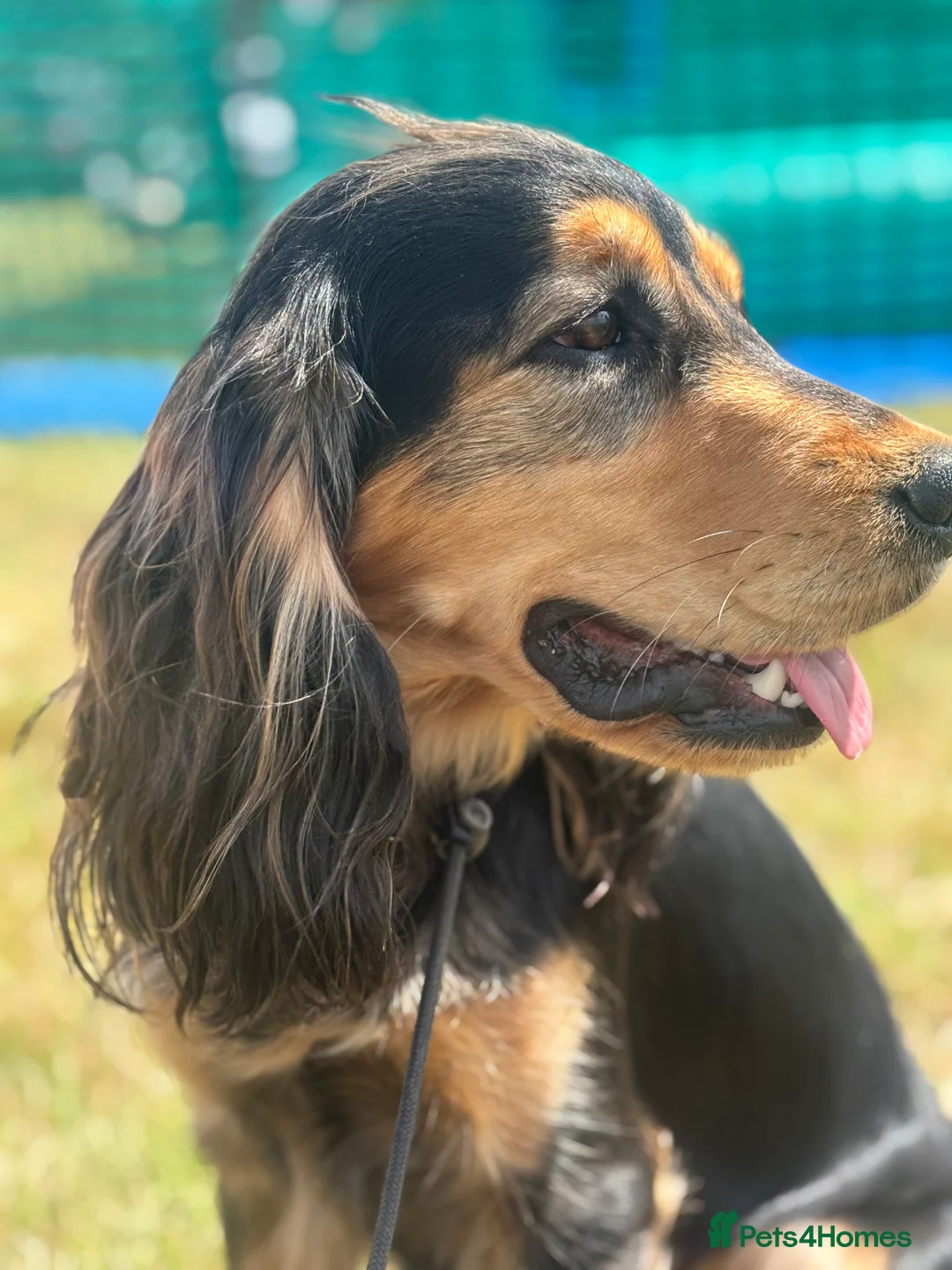 Cockerdor dogs for sale: Hector 2 year old Cockerdor  - Advert 14