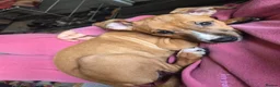 Mixed Breed dogs for sale: Amstaff Terrier × Belgian Shepherd - Female - Advert 1