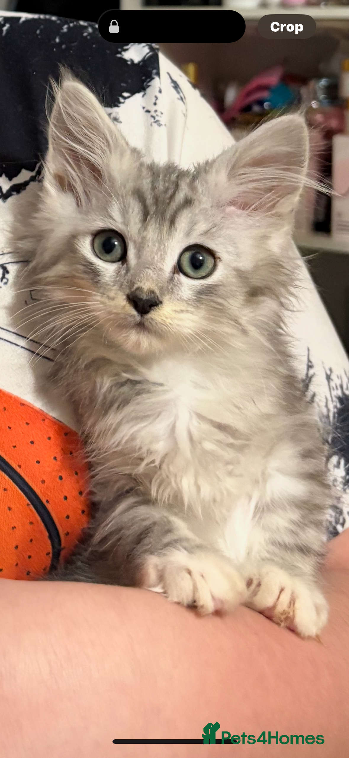 Maine Coon cats Maincoon X Ragdoll last one available  - Advert 5