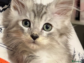 Maine Coon cats Maincoon X Ragdoll last one available - Advert 5
