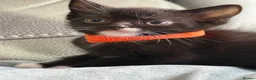 Mixed Breed cats for sale: British short hair cross male kittens can deliver  - Advert 3