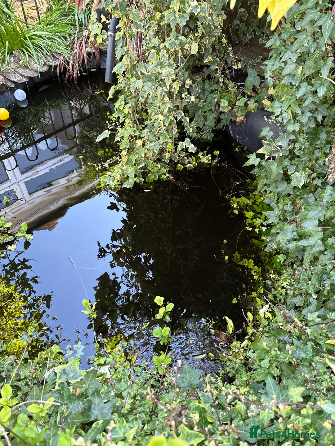 Goldfish fish for sale: Several large outdoor goldfish  in Southampton - Advert 2