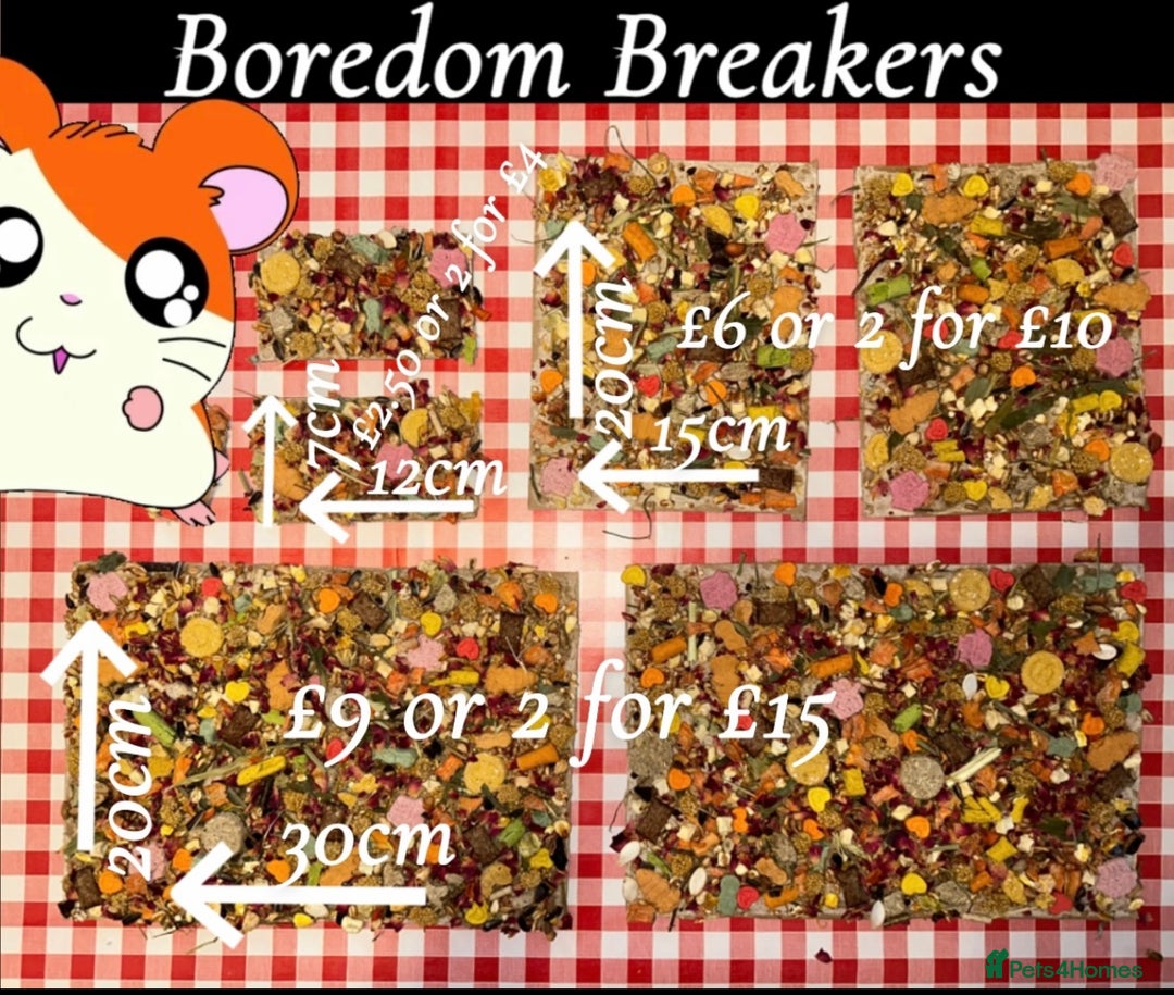 Hamster rodents for sale: Baby hamster  - Advert 2