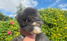 Angora rabbits for sale: 😍Large Angora babies- parents imported from 🇫🇷  - Image 7