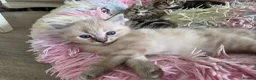 Mixed Breed cats for sale: 🔹️🔹️Lovely Kittens🔹️🔹️Ragdoll x domestic cat.  - Advert 8